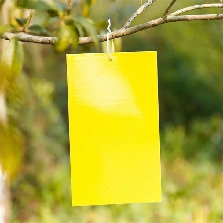 Uv resistant armyworm sticky board